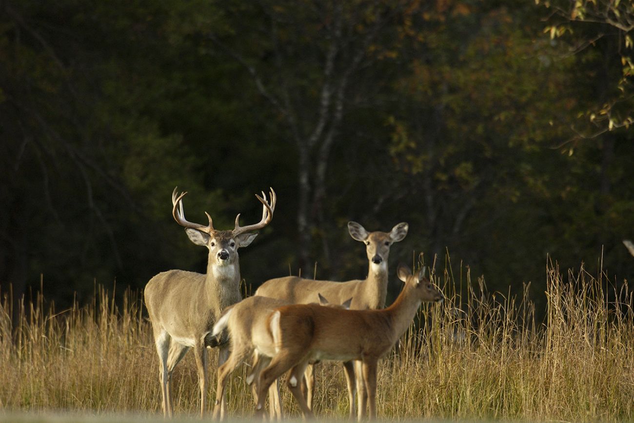 Michigan deer harvest numbers are down How did your county do